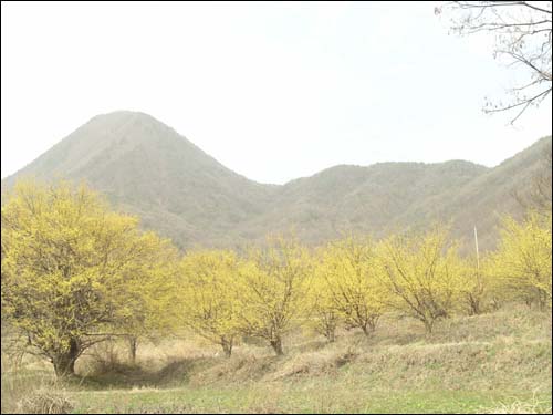 산수유마을 건너 추읍산이 보인다 